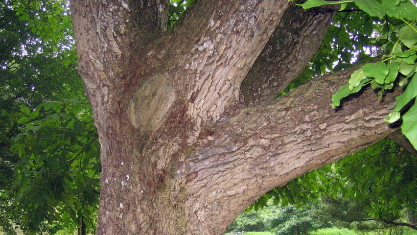 Juglans regia bast