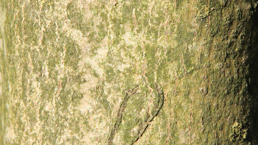 Juglans regia bast
