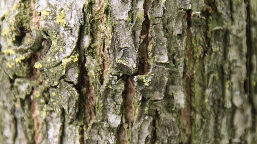 Juglans regia bast