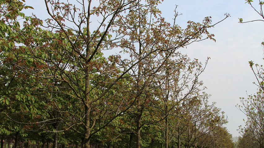 Juglans regia 'Broadview' Деревья с высоким стволом (стандарт)