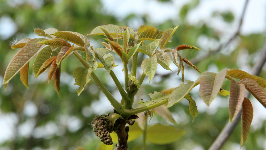 Juglans regia 'Broadview' листья