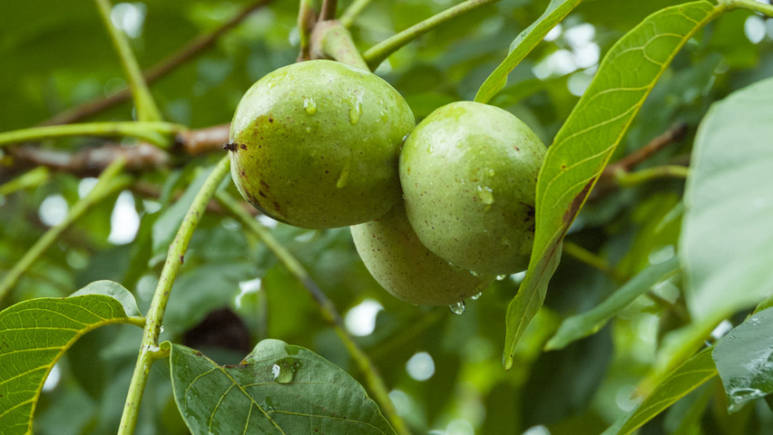 Juglans regia 'Buccaneer' vrucht