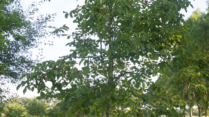 Juglans regia 'Buccaneer' hoogstam