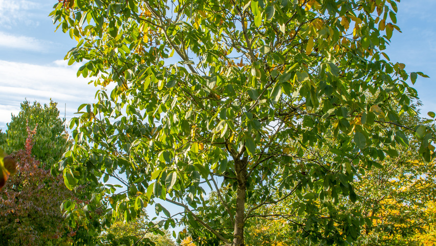 Juglans regia 'Buccaneer' hoogstam