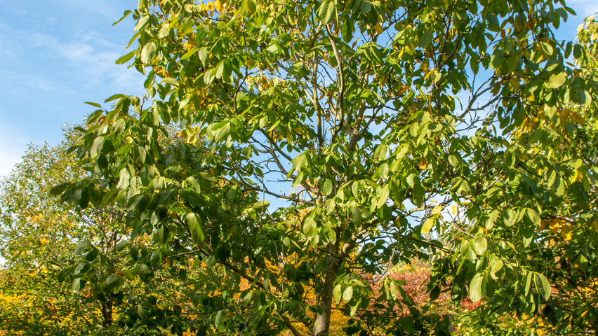 Juglans regia 'Buccaneer' hoogstam
