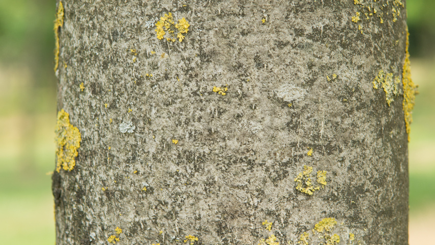 Juglans regia 'Coenen' Rinden
