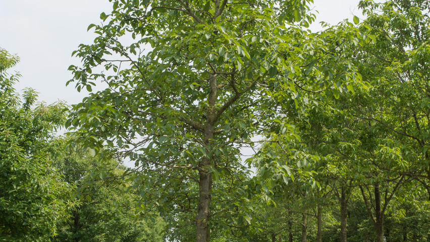 Juglans regia 'Coenen' hochstämmig