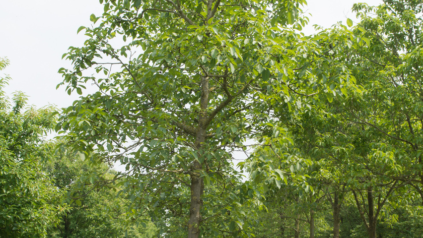 Juglans regia 'Coenen' hochstämmig