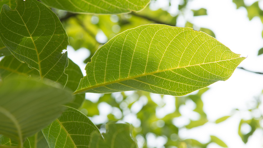 Juglans regia 'Coenen' Blatt