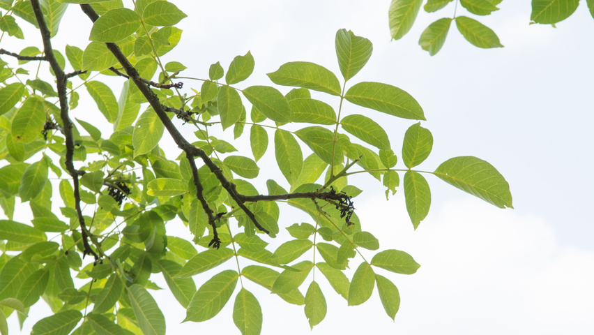 Juglans regia 'Coenen' Blatt