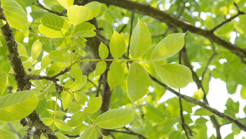 Juglans regia 'Coenen' Blatt