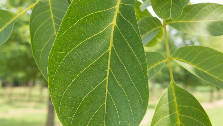 Juglans regia 'Coenen' Blatt