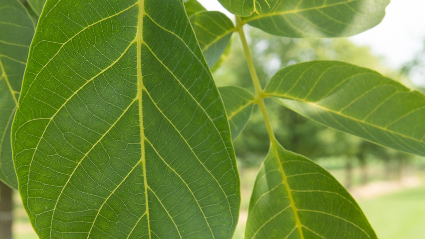 Juglans regia 'Coenen' Blatt