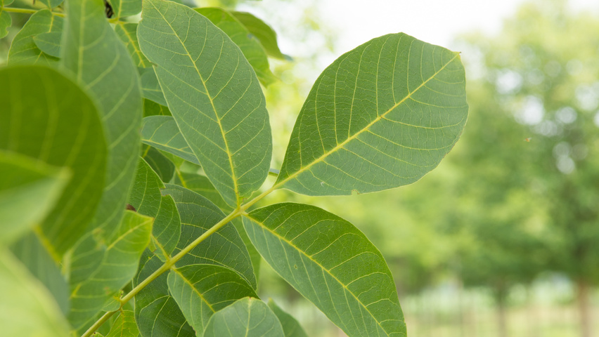 Juglans regia 'Coenen' Blatt