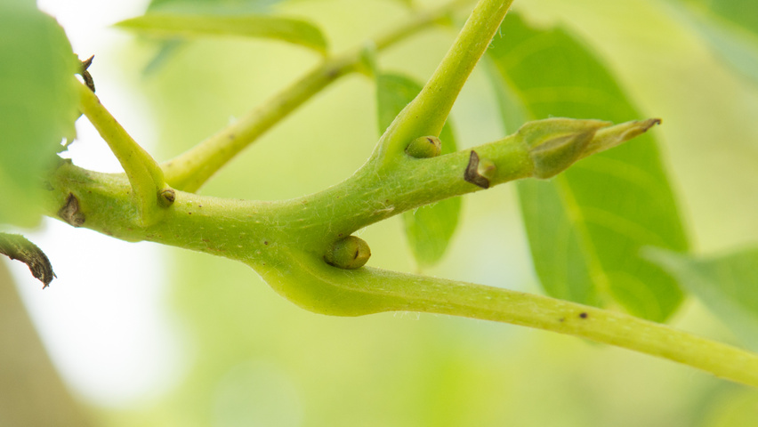 Juglans regia 'Coenen' Zweige