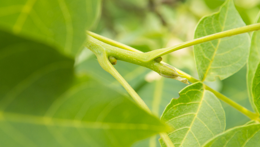 Juglans regia 'Coenen' Zweige
