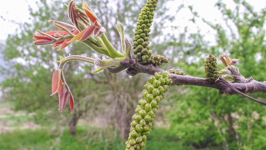 Juglans regia bloem