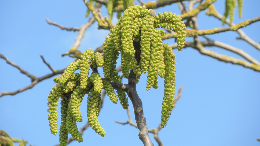 Juglans regia bloem