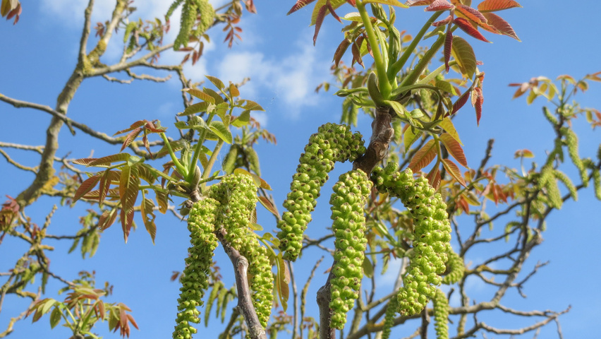 Juglans regia bloem