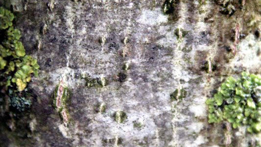 Juglans regia 'Franquette' tronc