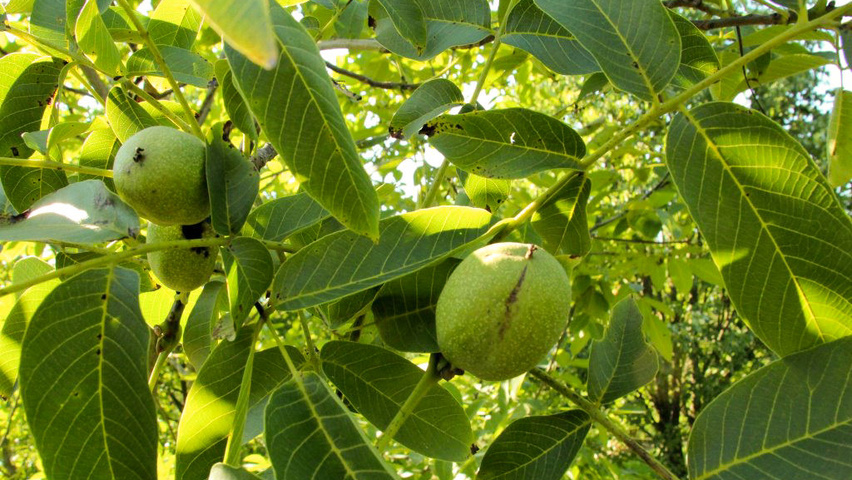 Juglans regia 'Franquette' fruits