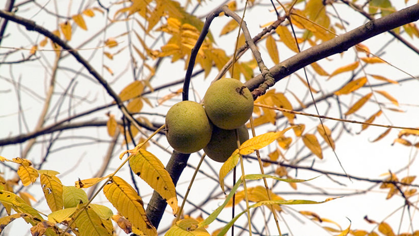 Juglans regia 'Franquette' fruits
