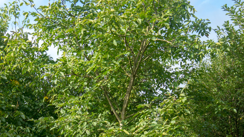 Juglans regia 'Franquette' haute tige