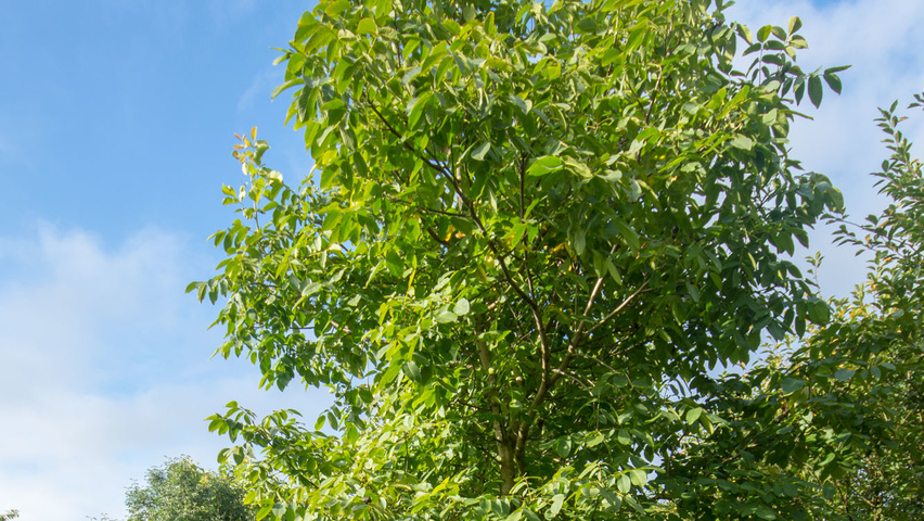 Juglans regia 'Franquette' haute tige