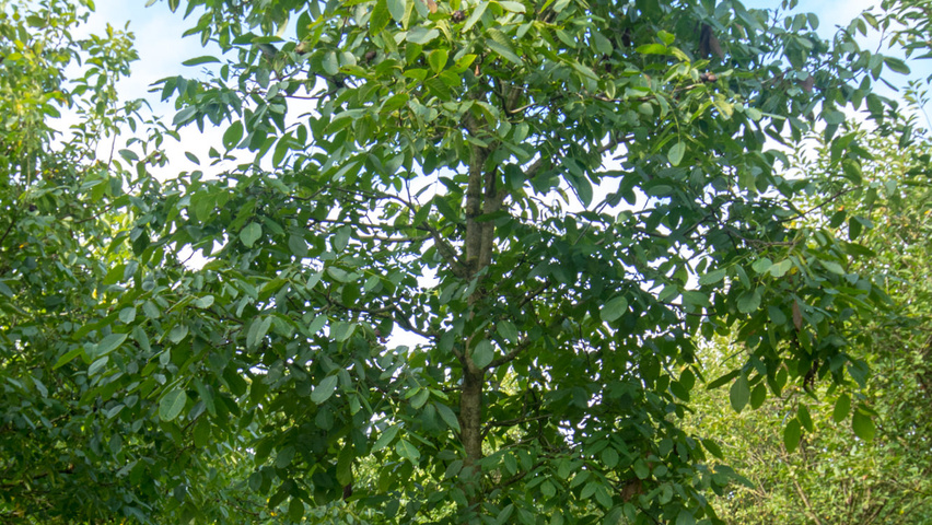 Juglans regia 'Franquette' haute tige
