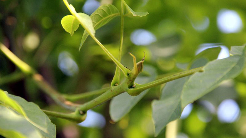 Juglans regia 'Franquette' rameaux