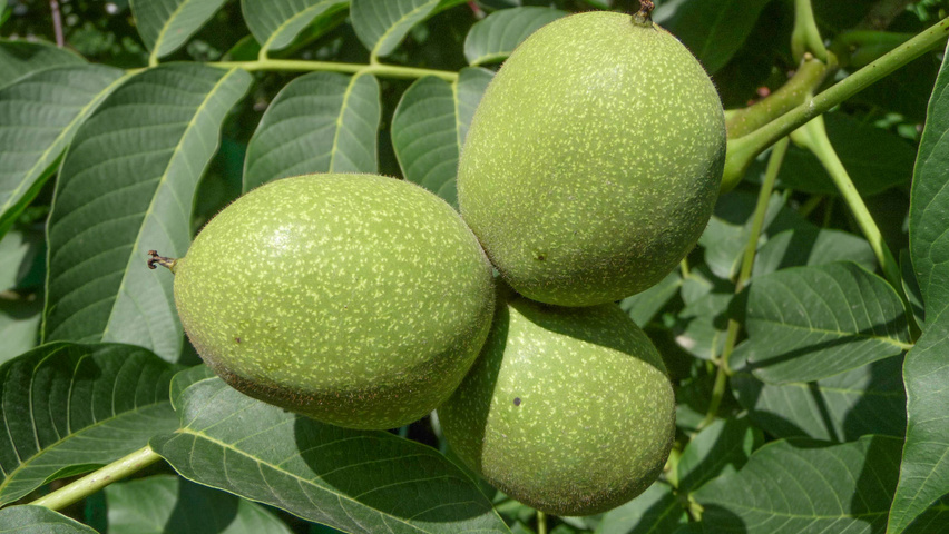Juglans regia vrucht