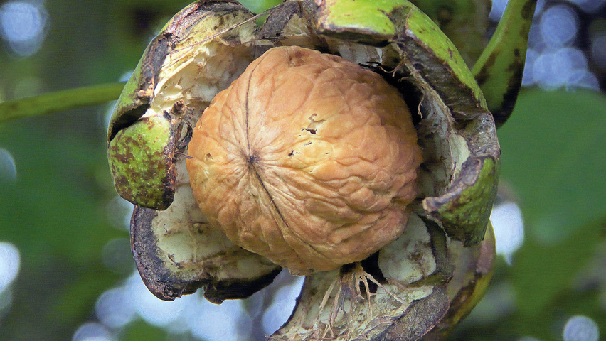 Juglans regia vrucht