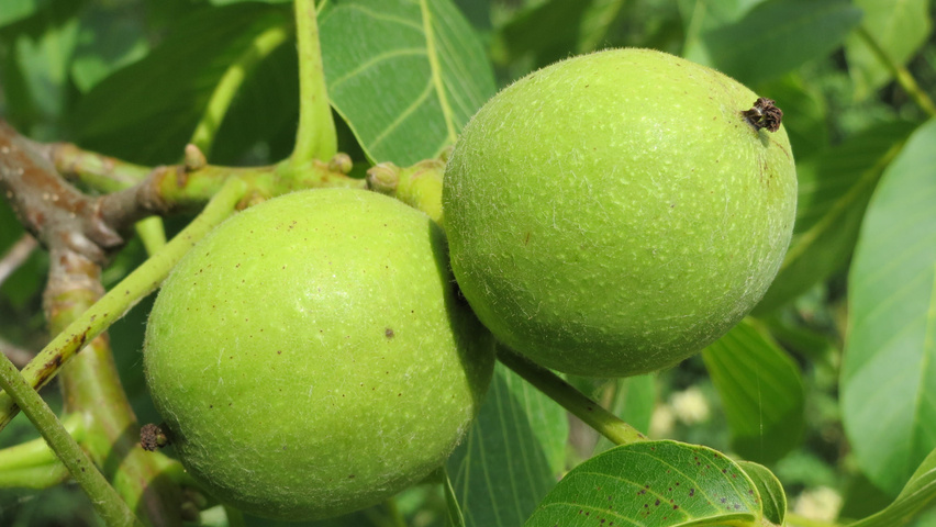 Juglans regia vrucht
