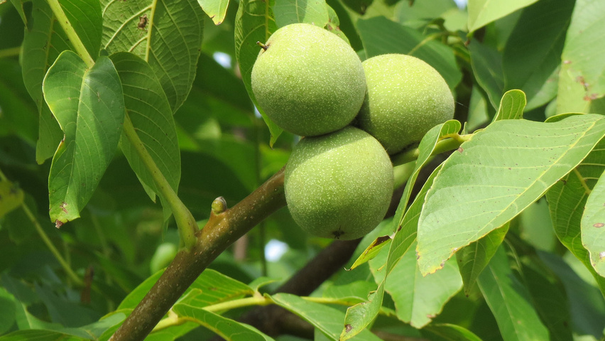 Juglans regia vrucht