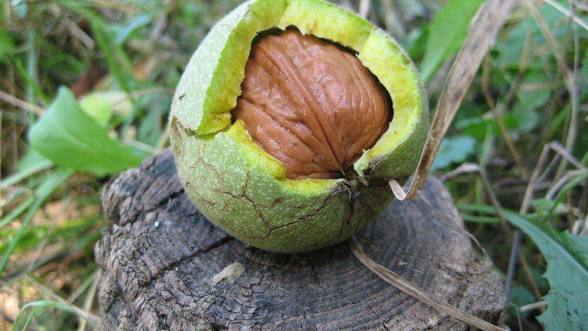 Juglans regia vrucht
