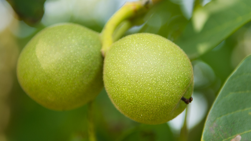 Juglans regia vrucht