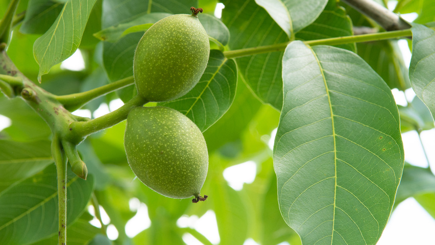 Juglans regia vrucht