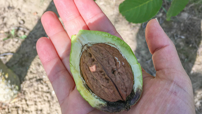 Juglans regia vrucht