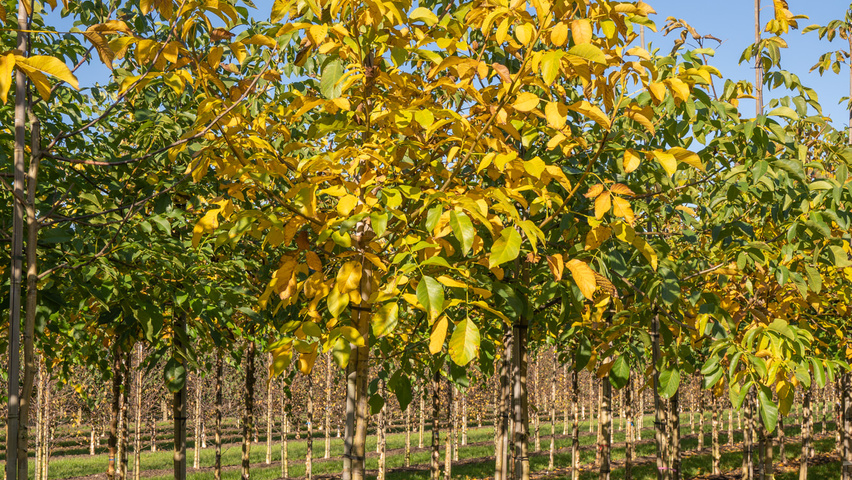 Juglans regia hoogstam