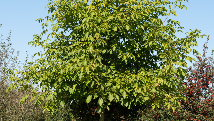 Juglans regia hoogstam