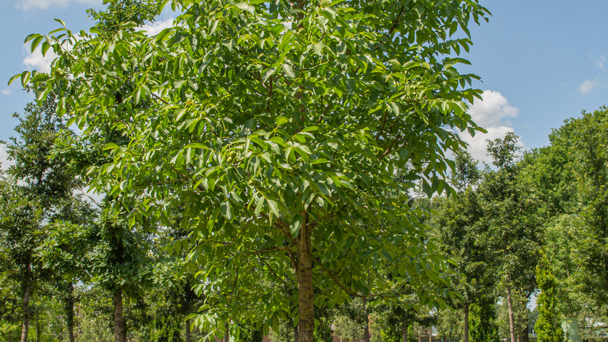 Juglans regia hoogstam