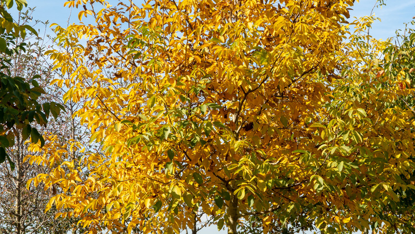 Juglans regia hoogstam