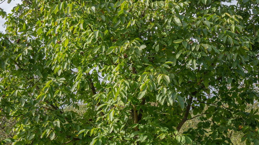 Juglans regia hoogstam
