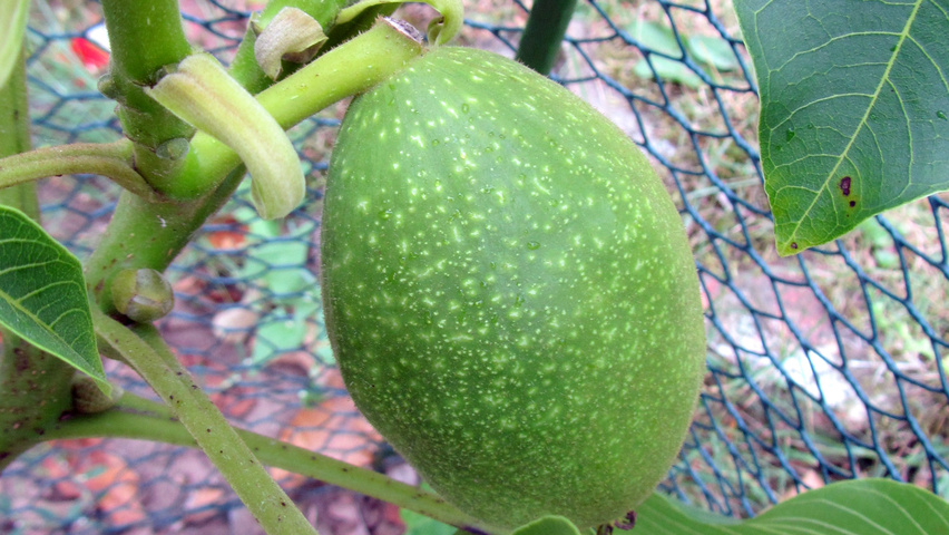 Juglans regia 'Lange van lod' Frucht