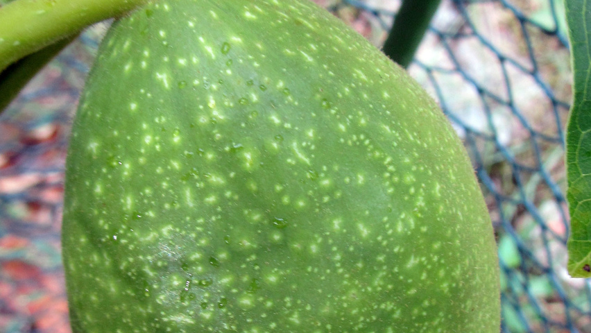 Juglans regia 'Lange van lod' Frucht