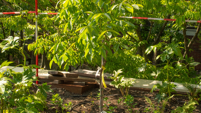 Juglans regia 'Lange van lod' hochstämmig