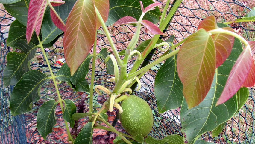 Juglans regia 'Lange van lod' Blatt