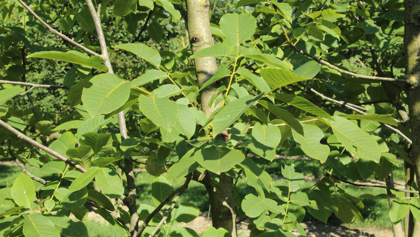 Juglans regia blad