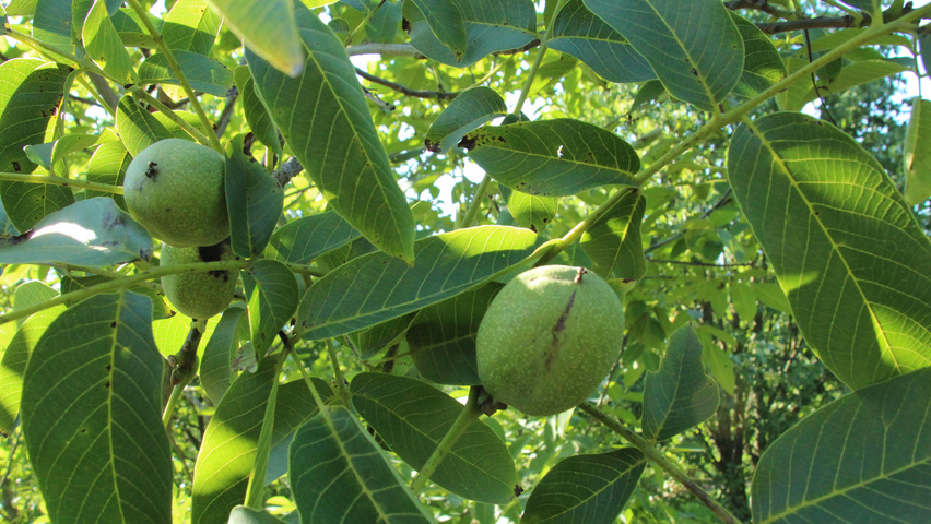 Juglans regia blad