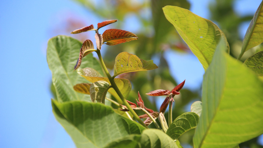 Juglans regia blad
